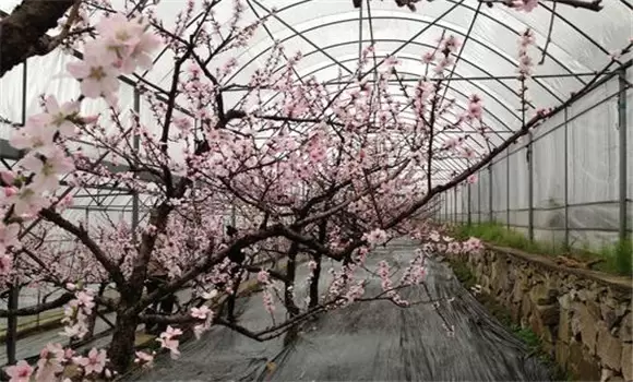 水蜜桃大棚种植技术 水蜜桃大棚种植技术