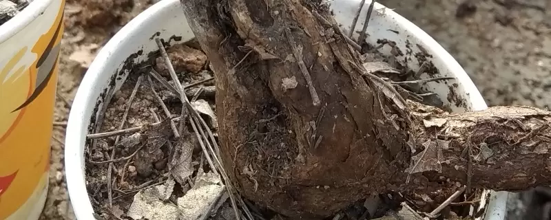 生桩最快生根办法 生桩最快生根办法