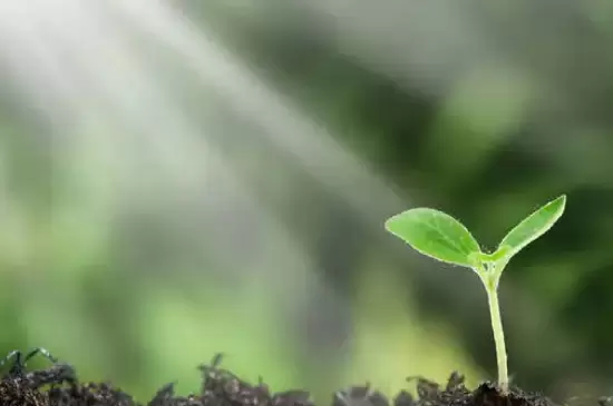 温度对植物生长的影响 温度对植物生长的影响