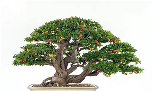 盆栽大樱桃树苗的种植方法