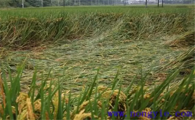 水稻倒伏对产量的影响有多大 水稻倒伏对产量的影响有多大