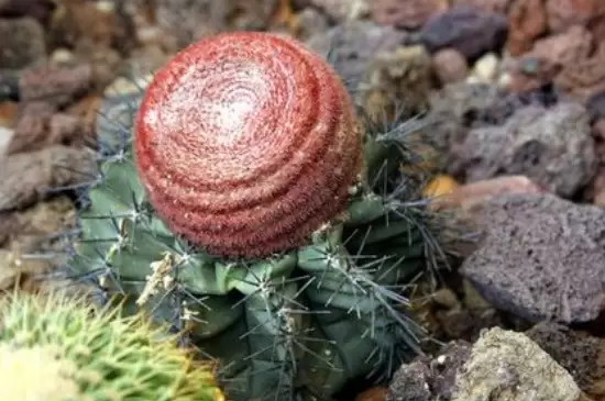煤渣泡一天可以种花吗 煤渣泡一天可以种花吗