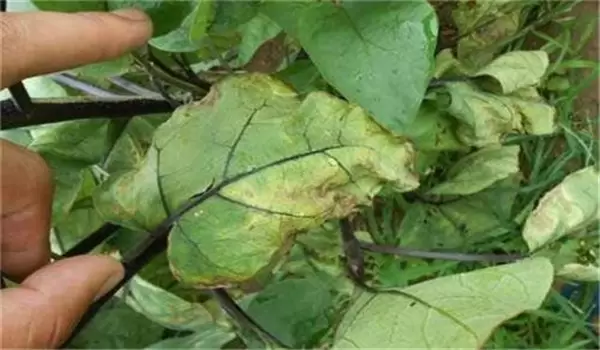 秋茄子病虫害的防治方法 秋茄子病虫害的防治方法