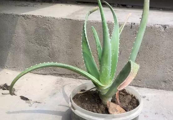 芦荟叶子发黄干瘪枯萎怎么办 芦荟叶子发黄干瘪枯萎怎么办