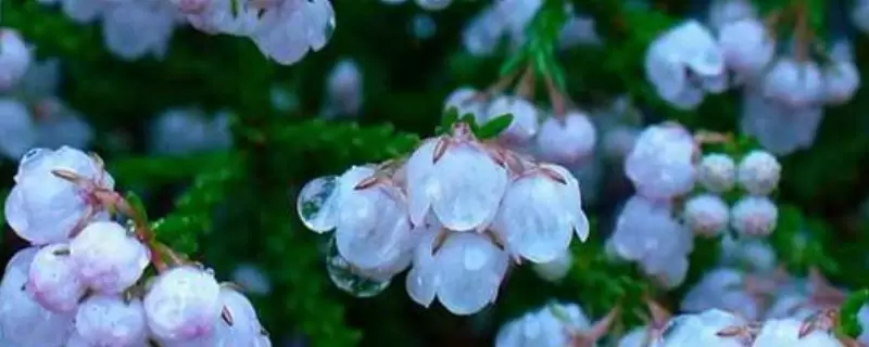 欧石楠耐寒多少度 欧石楠耐寒多少度