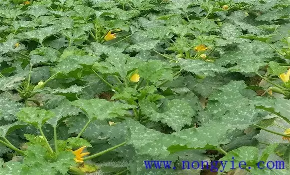 秋季西葫芦几月份种植 秋季西葫芦几月份种植