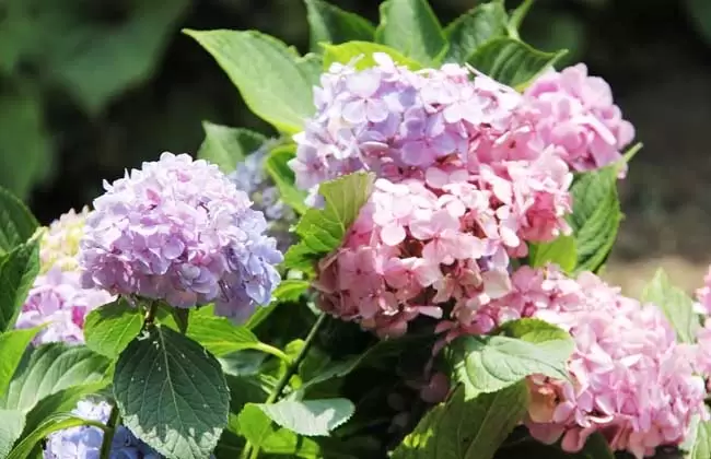 绣球花怎么养? 绣球花怎么养?