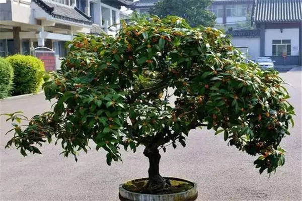 盆栽桂花怎么养殖 盆栽桂花怎么养殖