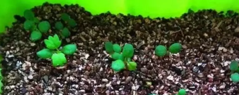 种子几天才能发芽 种子几天才能发芽