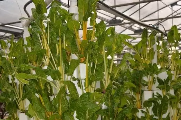 特种蔬菜种植项目有哪些,哪些种植前景好 特种蔬菜种植项目有哪些,哪些种植前景好