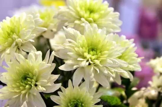 花分类 花分类
