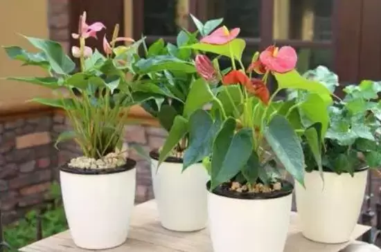 网购花根部黄泥去掉吗 网购花根部黄泥去掉吗