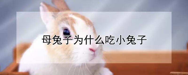 母兔子为什么吃小兔子 母兔子为什么吃小兔子