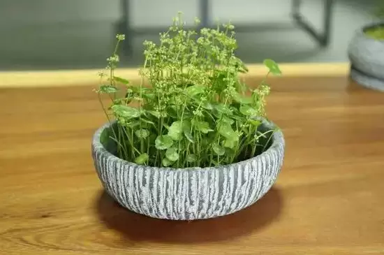 花开的寓意 花开的寓意