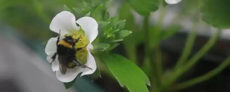 花的作用 花的作用