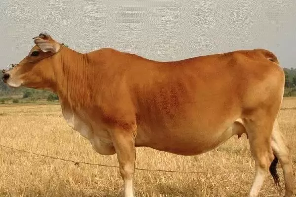 肉牛养殖成本,以及利润分析 肉牛养殖成本,以及利润分析