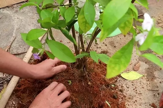 治理蚜虫最简单的方法 治理蚜虫最简单的方法