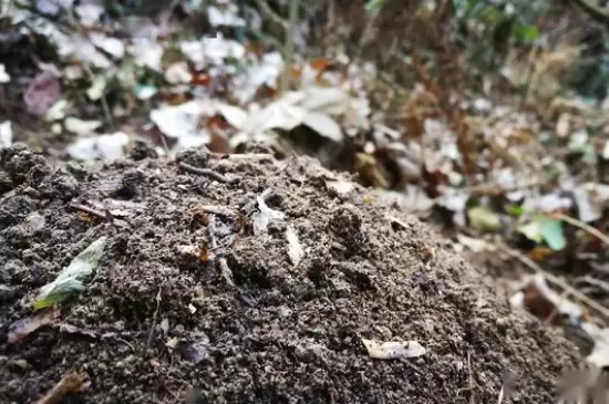 花盆里有蚯蚓是好还是坏 花盆里有蚯蚓是好还是坏