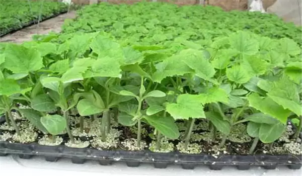 秋茄子种植技术要点与步骤 秋茄子种植技术要点与步骤