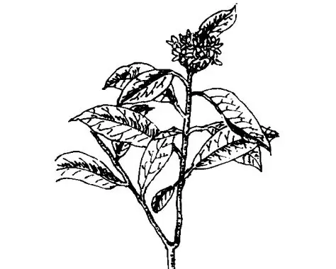 瑞香的药用价值及相关药方 瑞香的药用价值及相关药方