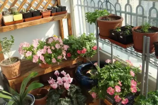 花的品种有哪些 花的品种有哪些