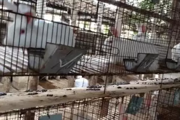 肉兔养殖成本,出栏只需4-5个月的时间 肉兔养殖成本,出栏只需4-5个月的时间