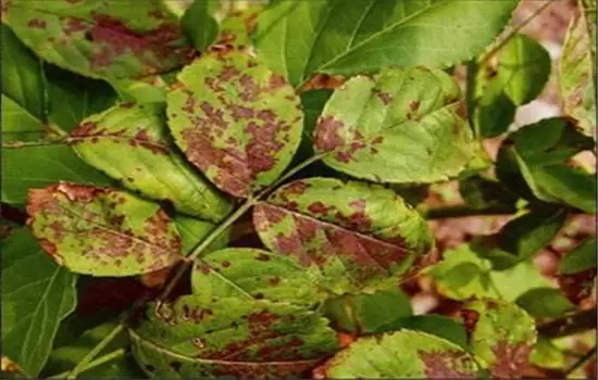 盆栽月季花的常见病虫害防治要点 盆栽月季花的常见病虫害防治要点