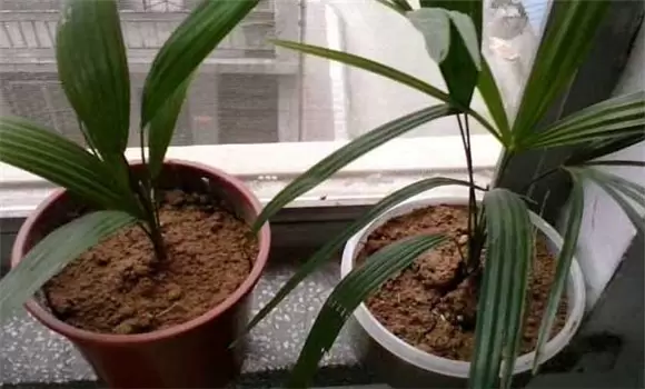盆栽棕榈树图片 盆栽棕榈树图片
