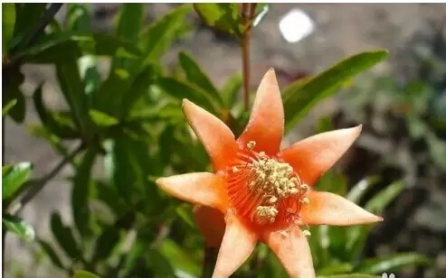石榴花的养殖方法 石榴花的养殖方法