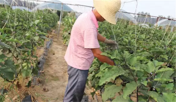 秋茄子种植技术要点与步骤 秋茄子种植技术要点与步骤