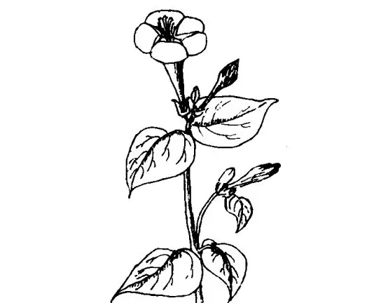 紫茉莉有什么药用价值 紫茉莉有什么药用价值
