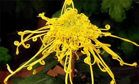 盆栽菊花怎么养才好? 盆栽菊花怎么养才好?