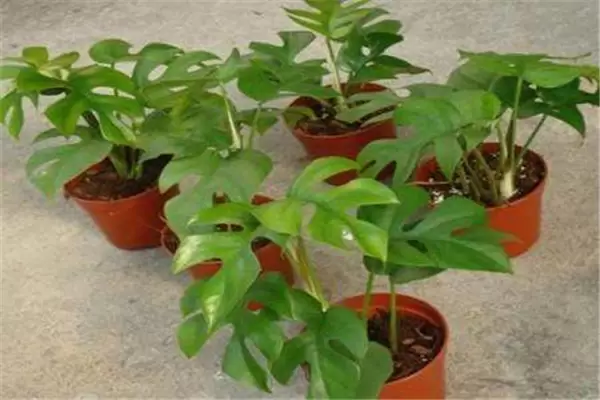 盆栽龟背竹花怎么养?龟背竹盆栽技术要点 盆栽龟背竹花怎么养?龟背竹盆栽技术要点