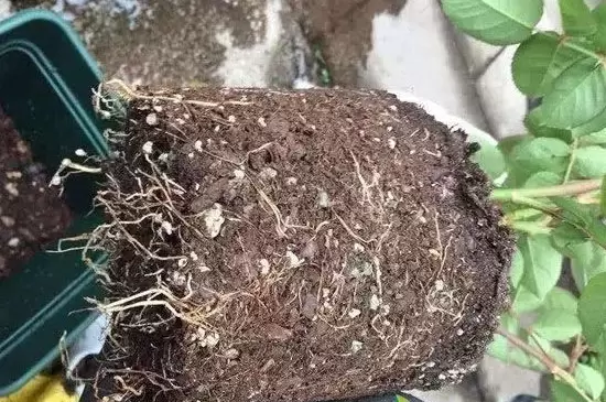 花土板结用什么解决 花土板结用什么解决