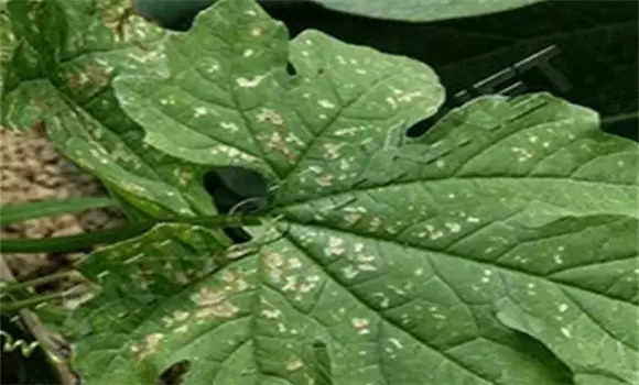 苦瓜白斑病的症状 苦瓜白斑病的症状