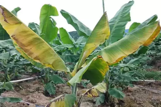 花掉叶子是什么原因 花掉叶子是什么原因