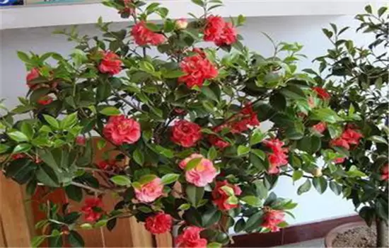 盆栽山茶花养殖关键技术:如何用土、换盆、浇 盆栽山茶花养殖关键技术:如何用土、换盆、浇