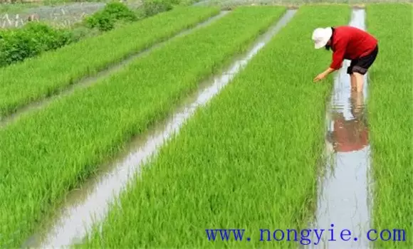 水稻湿润薄膜育秧高产栽培技术 水稻湿润薄膜育秧高产栽培技术