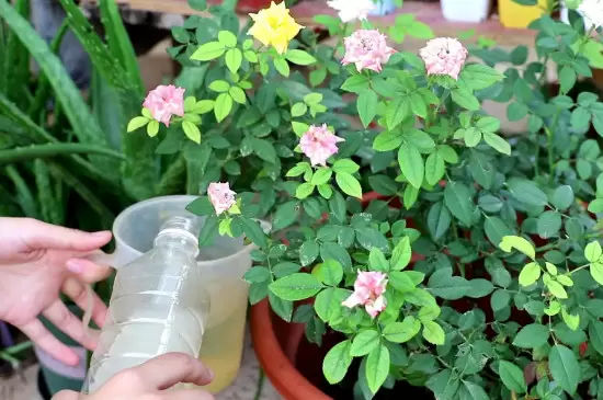 硫酸亚铁可以浇哪些植物 硫酸亚铁可以浇哪些植物