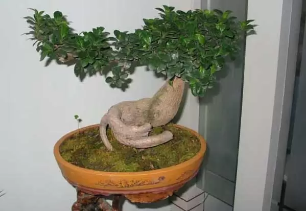 盆景榕树怎么养？