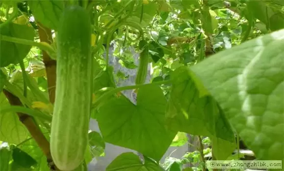 秋黄瓜的种植与管理要点 秋黄瓜的种植与管理要点
