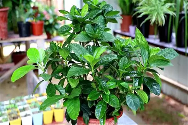 盆栽栀子花好养吗?告诉你栀子花盆栽怎样养殖 盆栽栀子花好养吗?告诉你栀子花盆栽怎样养殖