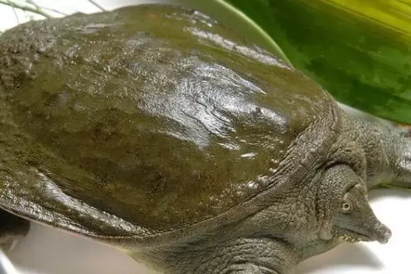 甲鱼的养殖前景如何,可食用也可做药用养殖前景广阔 甲鱼的养殖前景如何,可食用也可做药用养殖前景广阔