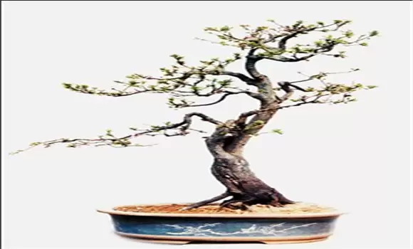 红叶李盆景的制作与管理 红叶李盆景的制作与管理