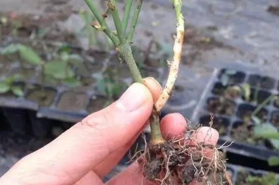 生根粉和多菌灵能一起灌根吗 生根粉和多菌灵能一起灌根吗