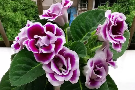 花分类 花分类