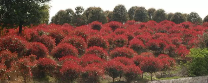 石楠树的介绍 石楠树的介绍