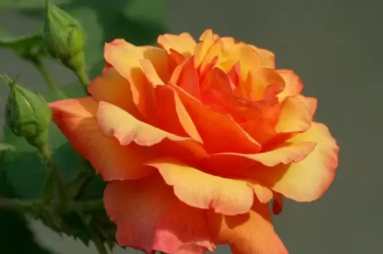 耐寒又耐热的花卉有哪些 耐寒又耐热的花卉有哪些