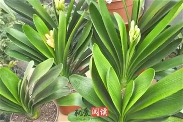 盆栽君子兰养殖关键技术,君子兰盆栽怎么养 盆栽君子兰养殖关键技术,君子兰盆栽怎么养