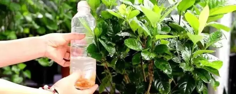 硫酸亚铁可以浇哪些植物 硫酸亚铁可以浇哪些植物